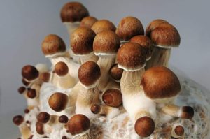 Envy Mushrooms